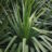 Yucca gloriosa