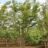 Zelkova serrata