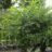 Zelkova serrata